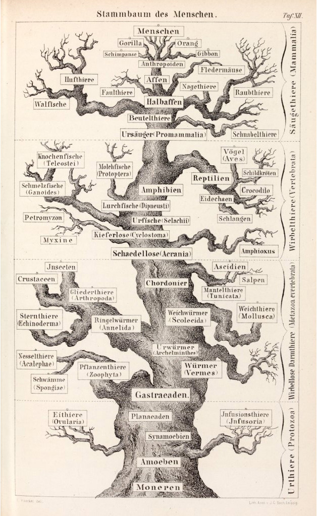 Tree of Human Evolution