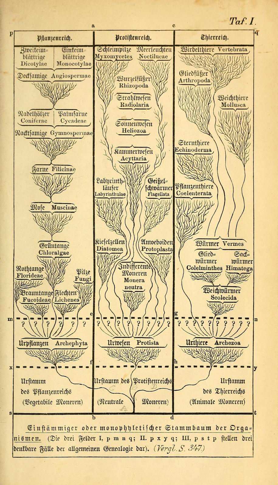 Tree of Animal Evolution