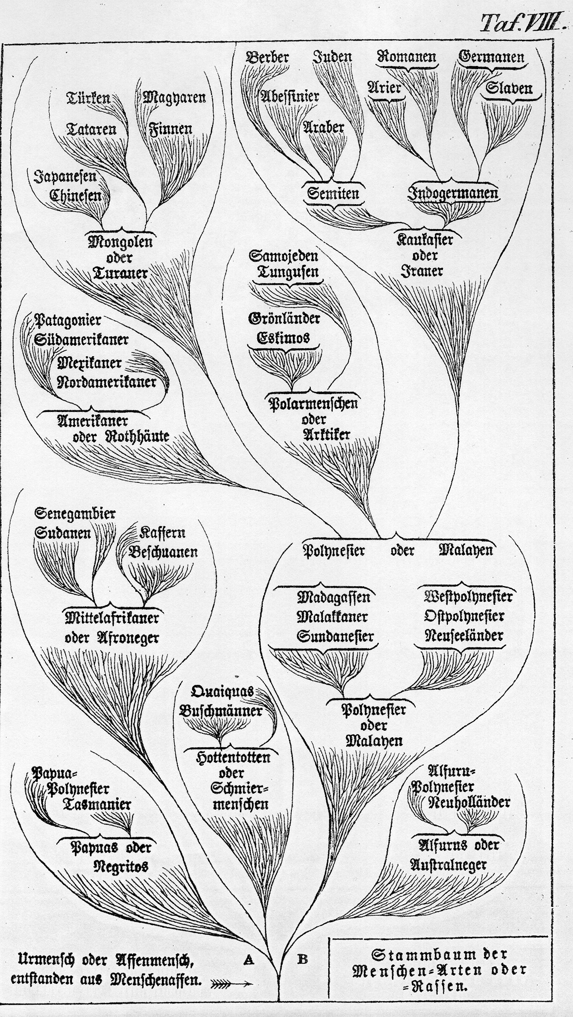 Family tree of human races